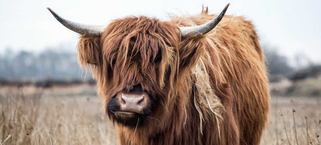 Highland Cows - Scotland's true national animal.